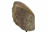 Fossil Sauropod Rib Section with Metal Stand - Colorado #354330-2